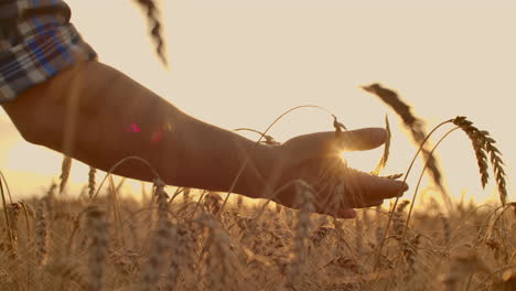 Close-up-shot-of-a-farmer-hand-touching-wheat-on-the-field.-Slow-motion-of-the-farmer-hand-touching-the-wheat-on-the-field