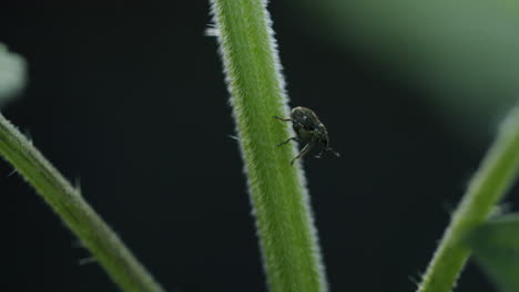 Static shot of a nettle weevil bug sitting on the stem of a stinging nettle