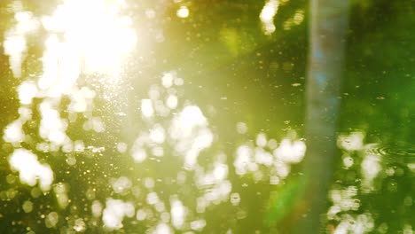 water reflections of sunshine and tall trees during golden hour - close up