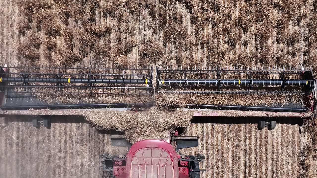 대규모 루핀 수확 작업 중에 작동하는 첨단 기계와 정밀도를 탐구합니다.