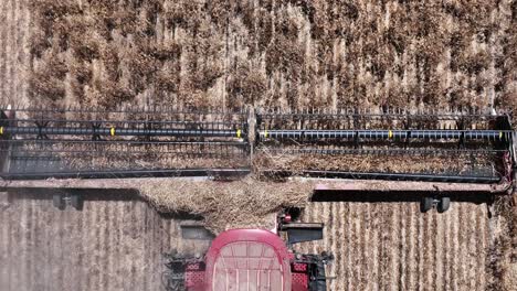 explore the cutting-edge machinery and precision in action during a large-scale lupin harvesting operation