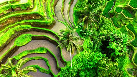 vibrant rice terraces with palm trees in indonesia, aerial view