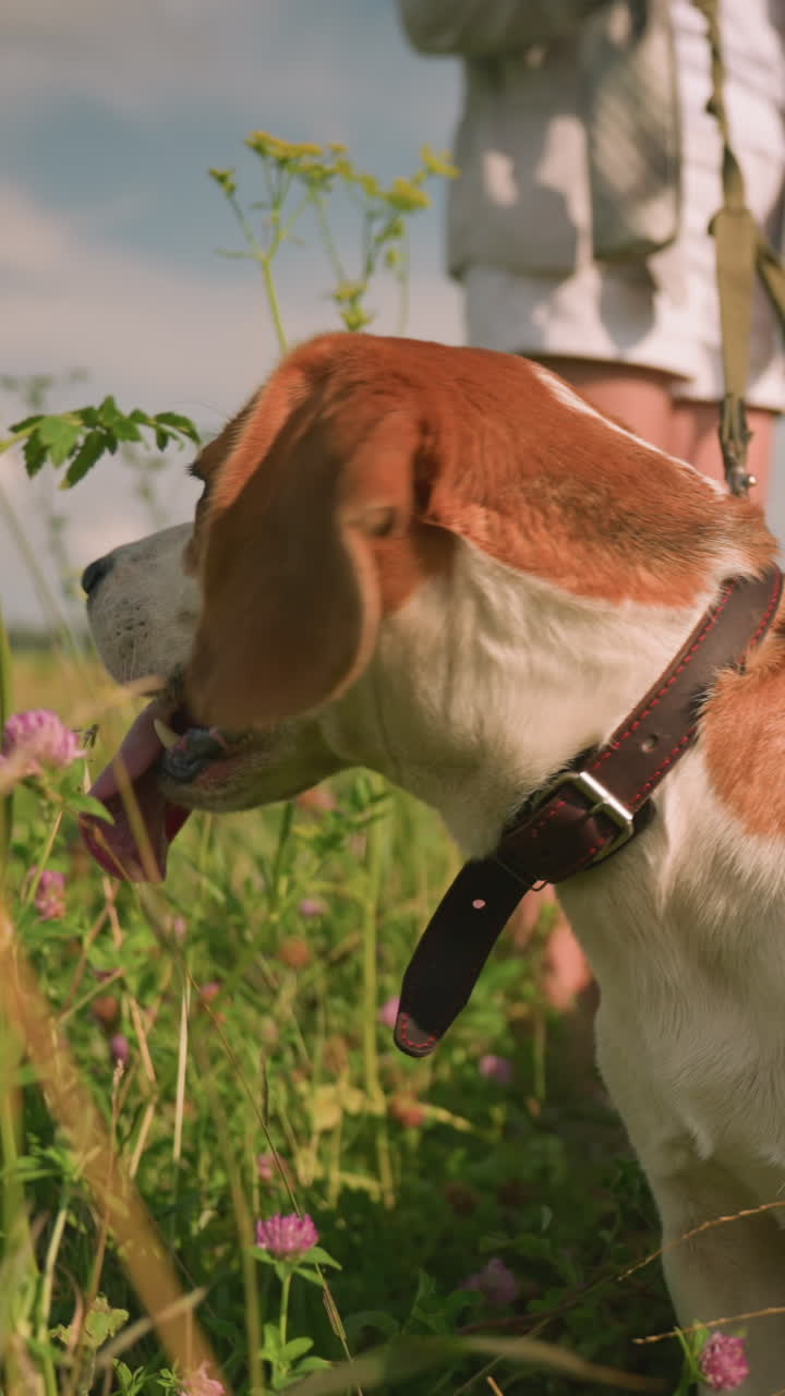 Close-up of dog turning to left with leash around neck held by owner, tongue out, standing in grassy field, person slightly blurred in background, partial view of another dog close by