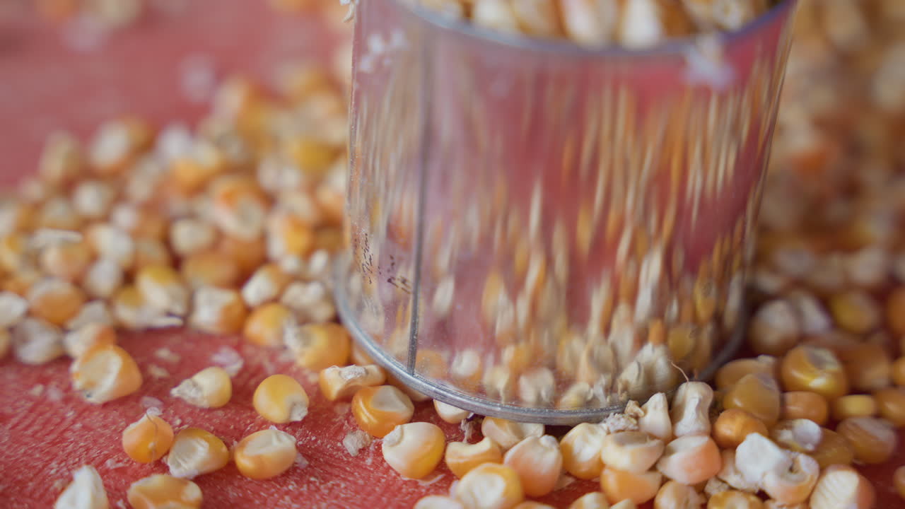 Sorting corn manually. Metal cup used to sort corn at home. Closeup of hand pressing corn in metal cup on red surface. Home helper sorts and separates damaged corn kernels from good quality ones