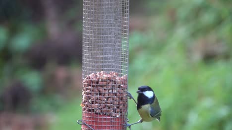 Great-tit-feeding-on-peanuts-in-a-garden