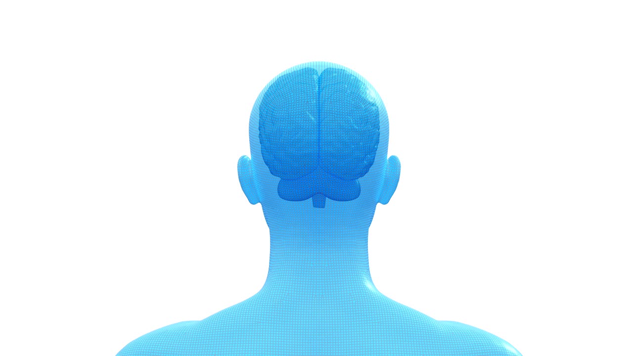 두뇌, 남성 인간 머리, 완벽한 루프