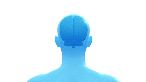 cerebro, cabeza humana masculina, bucle sin costuras