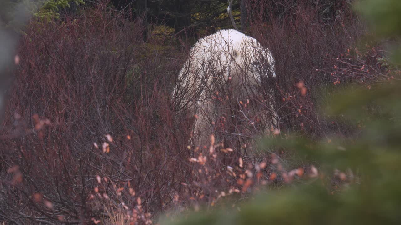 slow motion 4k polar bear walks towards the camera through the brush and trees of Churchill, Manitoba. Climate change makes the wait for Hudson Bay freeze up longer each year.
