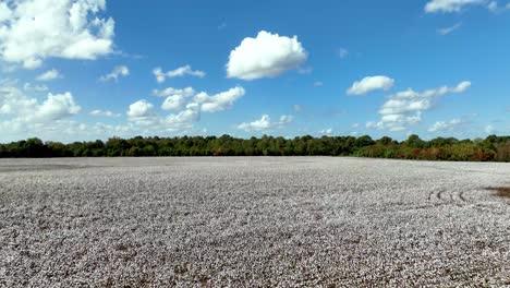 aerial fast push over cotton field near montgomery alabama