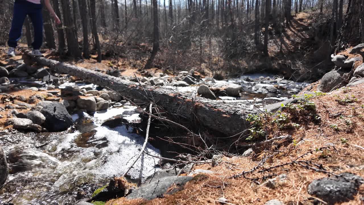 A person carefully navigates their way across a fallen log in a dense forest, showcasing balance and concentration in the natural environment