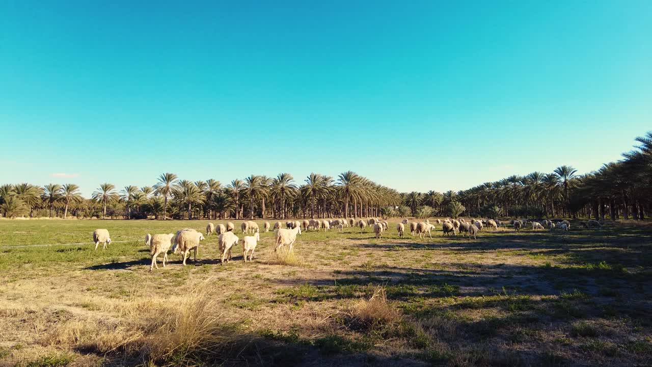 rebanho de ovelhas numa planície no deserto de biskra, argélia
