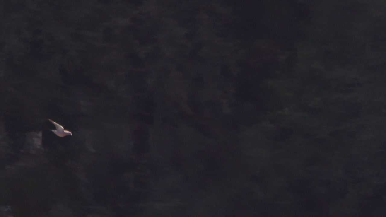 una sola paloma aislada vuela a través del cañón en cámara lenta mientras la cámara sigue