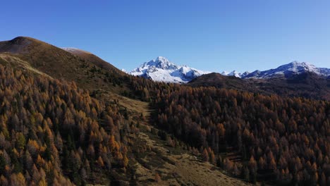 Cima-d'asta-mountain-appears-beyond-fir-trees-wood-in-Trentino,-Lagorai,-aerial