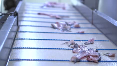 fishery industry: a fish fillet conveyor system, separates and moves seafood parts