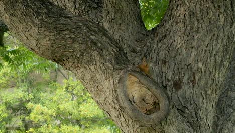 Las-Ardillas-Trepan-A-Los-árboles-En-Busca-De-Comida