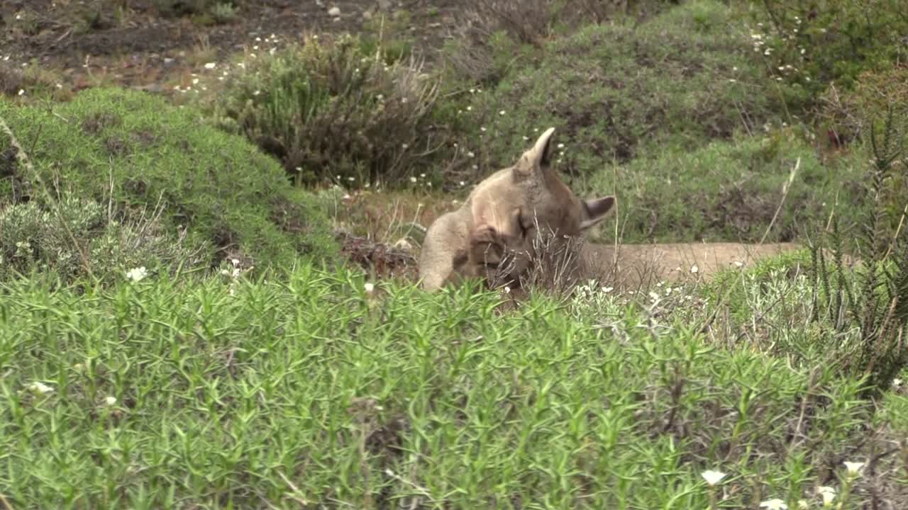 un hermoso puma limpiando detrás de la exuberante hierba verde y luego alejándose - de cerca