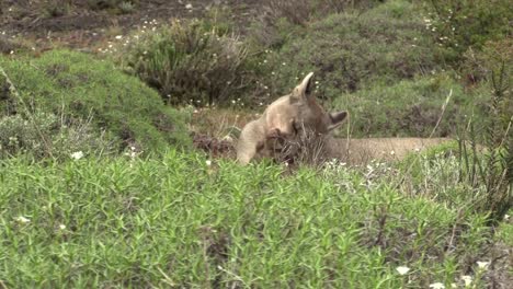 A-beautiful-Puma-cleaning-behind-the-lush,-green-grass-then-walking-away---Close-up