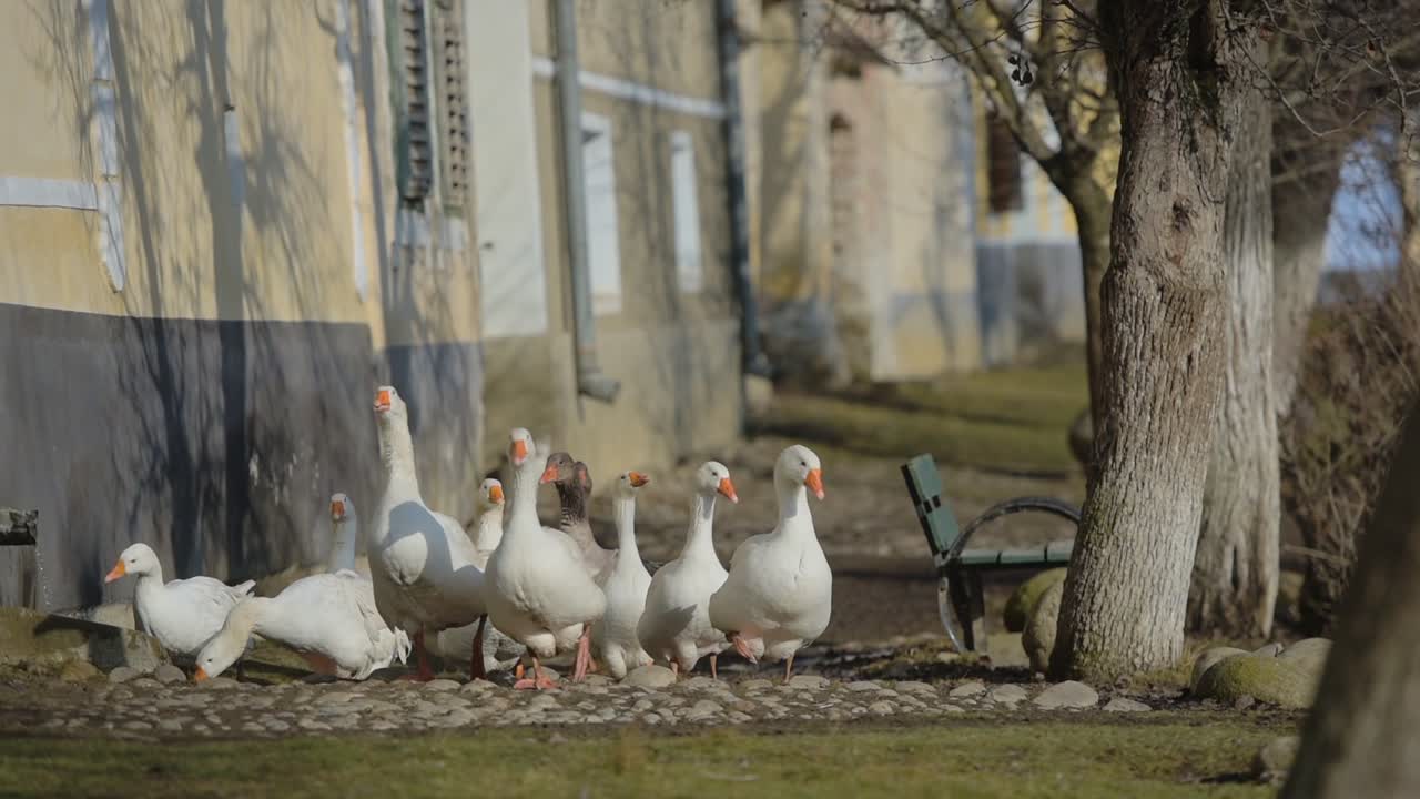White ducks walking near a building, in the romanian countryside