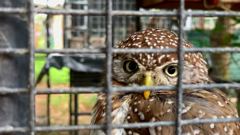 close-up of pearlspotted owl in a cage