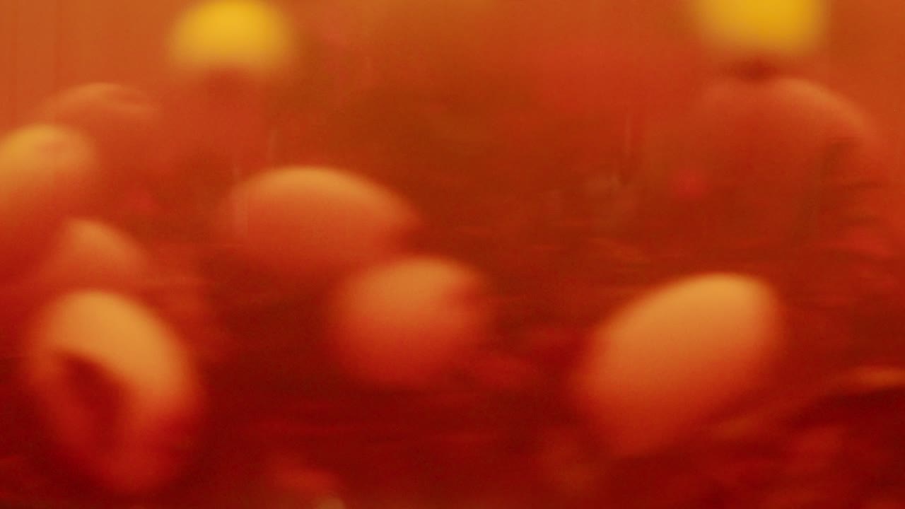 bayas saludables de espino marino para beber té, bayas maduras congeladas en frasco de vidrio y ramas con hojas vista superior en fondo rústico de madera oscura, genial para la piel, el corazón, los vasos y el sistema inmunológico.