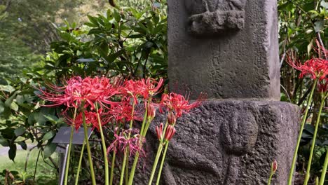 Rote-Schöne-Büschel-Amaryllis-Am-Steinmonument