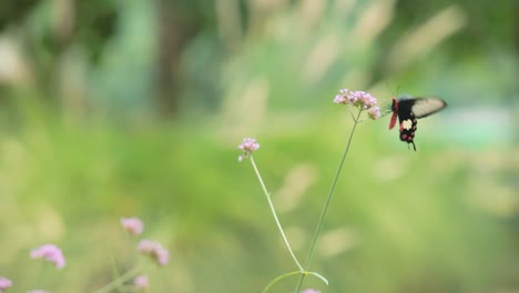 Beautiful-Black-and-White-Butterfly-in-a-Garden-Feeding-off-a-Purple-Flower-for-Nectar