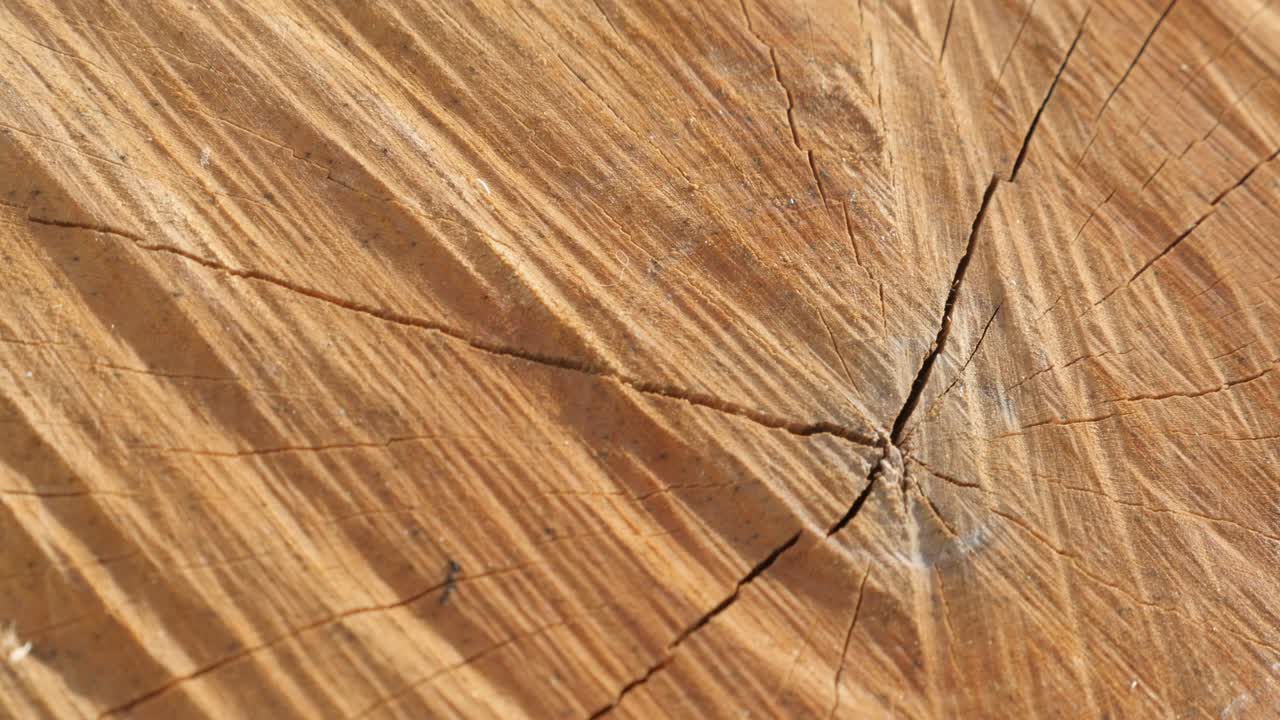 연간 반지와 균열을 가진 연료 나무 어리 크로스업 4k 2160p 30fps 울트라하드 영상 - 연료 나무 크로스 섹션 3840x2160 uhd 기울기 비디오