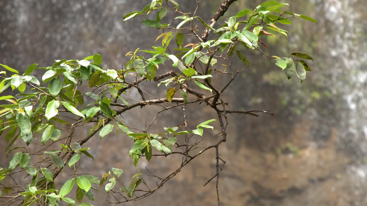Uma tomada estática média captura folhas verdes em um galho diante de uma cachoeira tropical embaçada