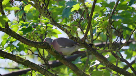 wood pigeon perched in a tree high up on a swaying branch