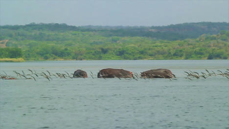 flock of birds flying in front of hippos in the nile river, africa