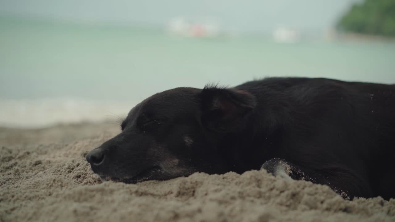 остров эль-нидо, филиппины - черная собака отдыхает на берегу с зеленым океаном на заднем плане - крупный снимок