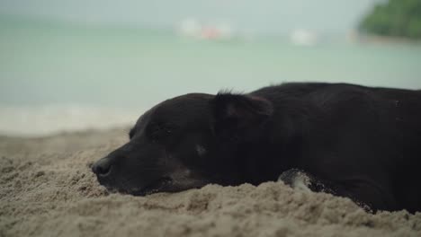 isla de el nido, filipinas - perro negro descansando en la orilla con el océano verde en el fondo - toma de primer plano