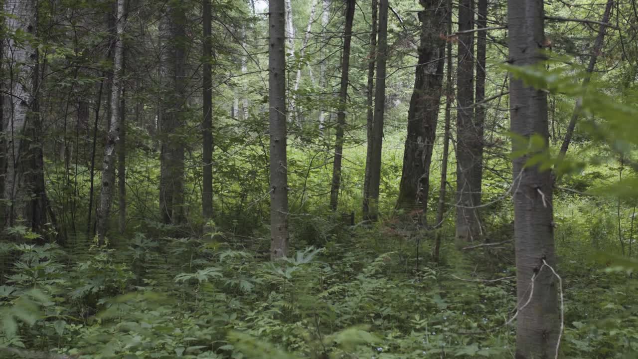 escena de un bosque denso