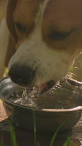 cerca de un perro bebiendo agua de un cuenco de metal colocado en la madera en un campo de hierba bajo la luz del sol brillante, las gotas de agua que caen en la madera crean una atmósfera refrescante, con un fondo verde