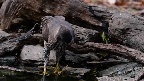 The-Crested-Goshawk-is-one-of-the-most-common-birds-of-prey-in-Asia-and-belonging-to-the-same-family-of-eagles,-harriers