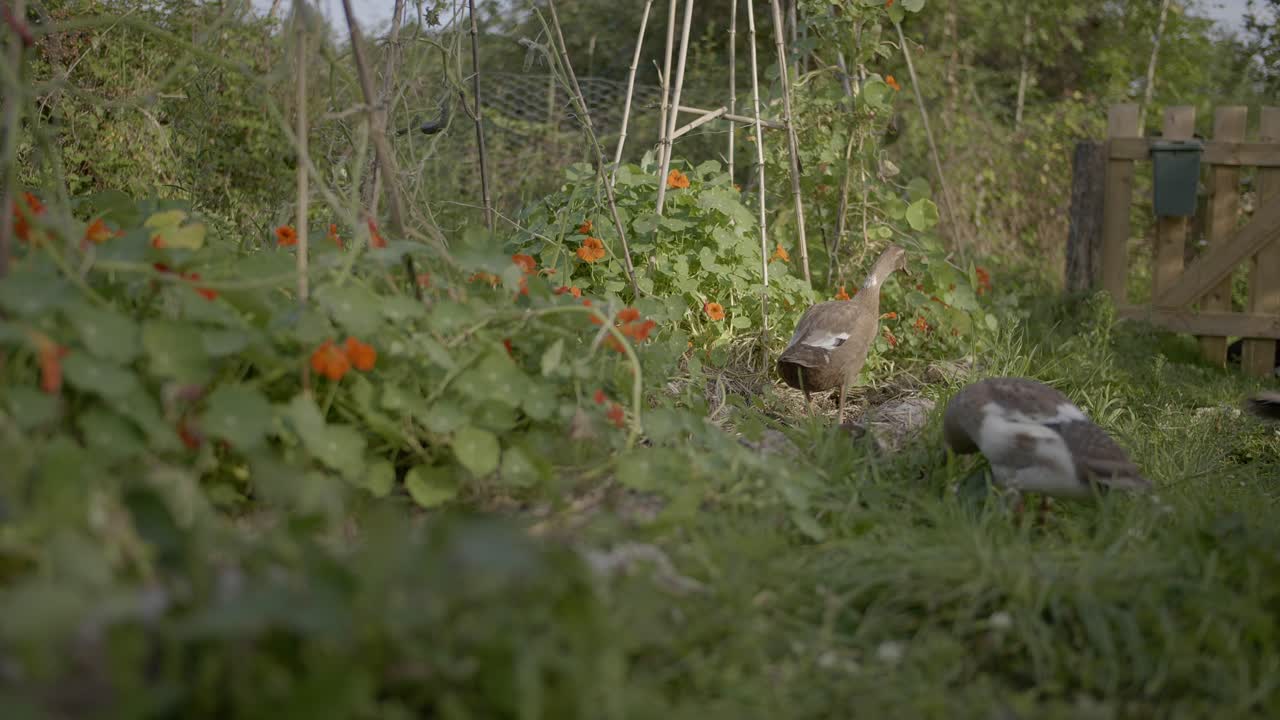 Indian Runner duck family in organic garden looking for insects - An example of permaculture work with the domestic duck breed in the home yard