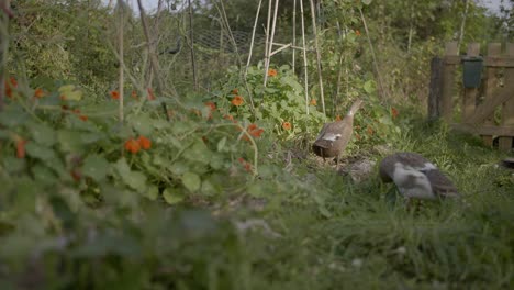 indian runner duck family in organic garden looking for insects - an example of permaculture work with the domestic duck breed in the home yard