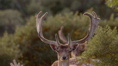 european fallow deer looking at camera in the amsterdamse waterleidingduinen in the netherlands