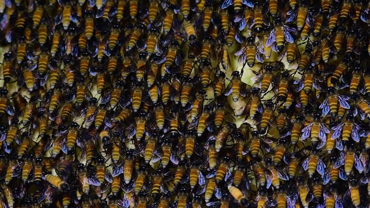 se sabe que las abejas melíferas gigantes construyen grandes colonias de nidos con bolsillos simétricos hechos de cera para almacenar miel como fuente de alimento.