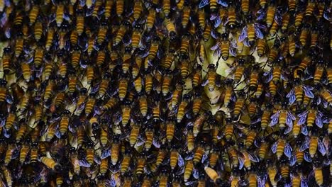 Se-Sabe-Que-Las-Abejas-Melíferas-Gigantes-Construyen-Grandes-Colonias-De-Nidos-Con-Bolsillos-Simétricos-Hechos-De-Cera-Para-Almacenar-Miel-Como-Fuente-De-Alimento.