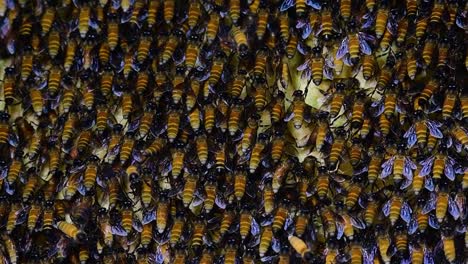 giant honey bees are known to build large colonies of nest with symmetrical pockets made of wax for them to store honey as their food source