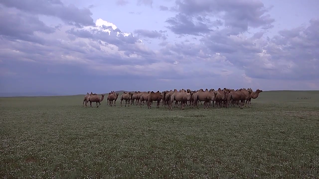 Stado wielbłądów pasące się na rozległym stepie mongolskim