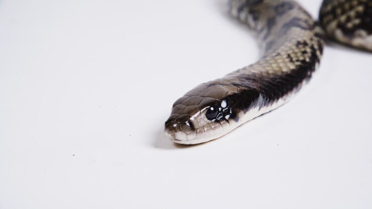 False water cobra body on white background