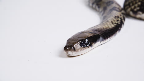 false water cobra body on white background