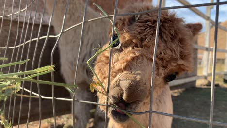 super linda alpaca bebé comiendo hojas verdes en la granja