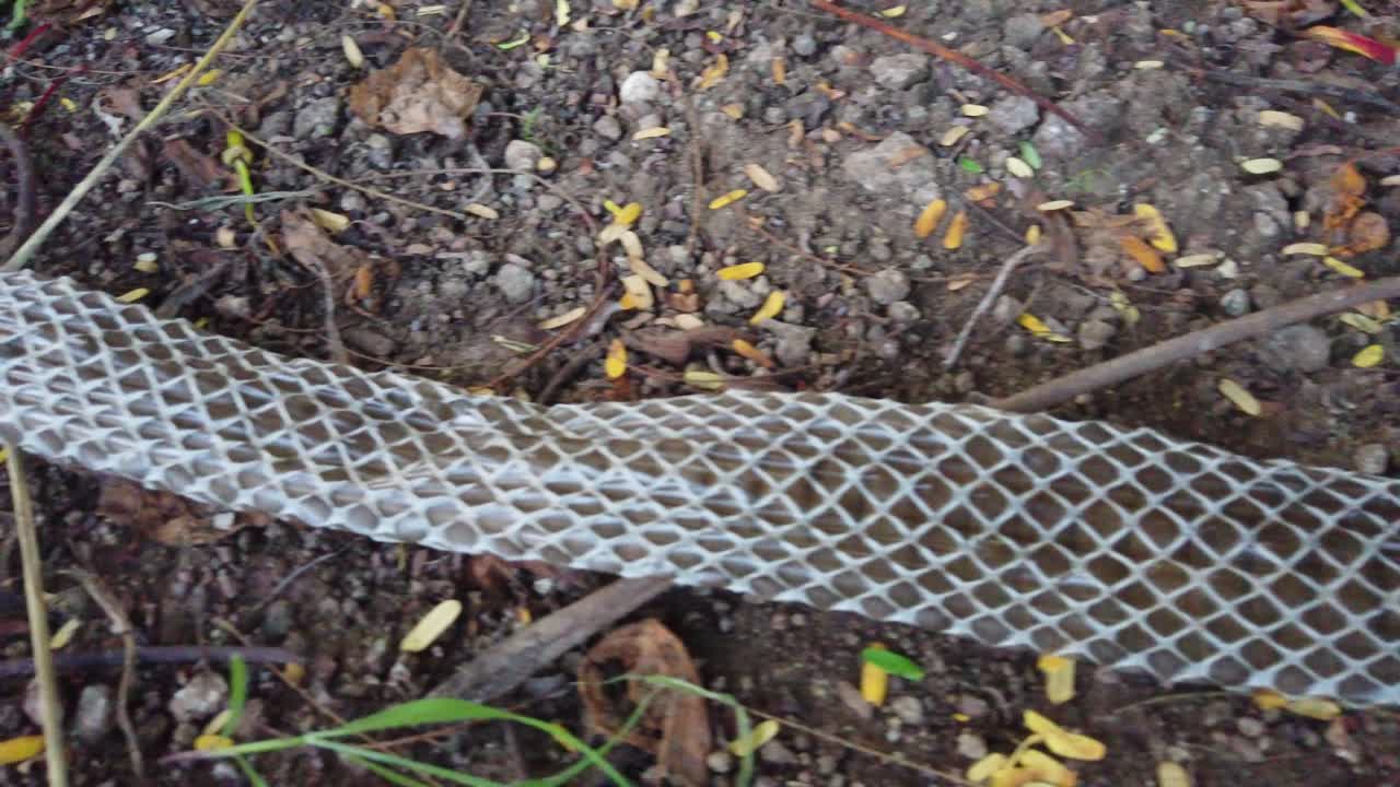 la serpiente de rata india, la mucosa ptyas, también conocida como serpiente dhaman, se despojó de la piel en el suelo