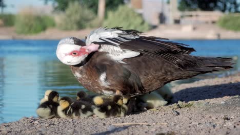 Lindos-Y-Hermosos-Patitos-Acurrucados-Bajo-Su-Madre-Mientras-Ella-Está-Parada-Al-Lado-De-Un-Lago