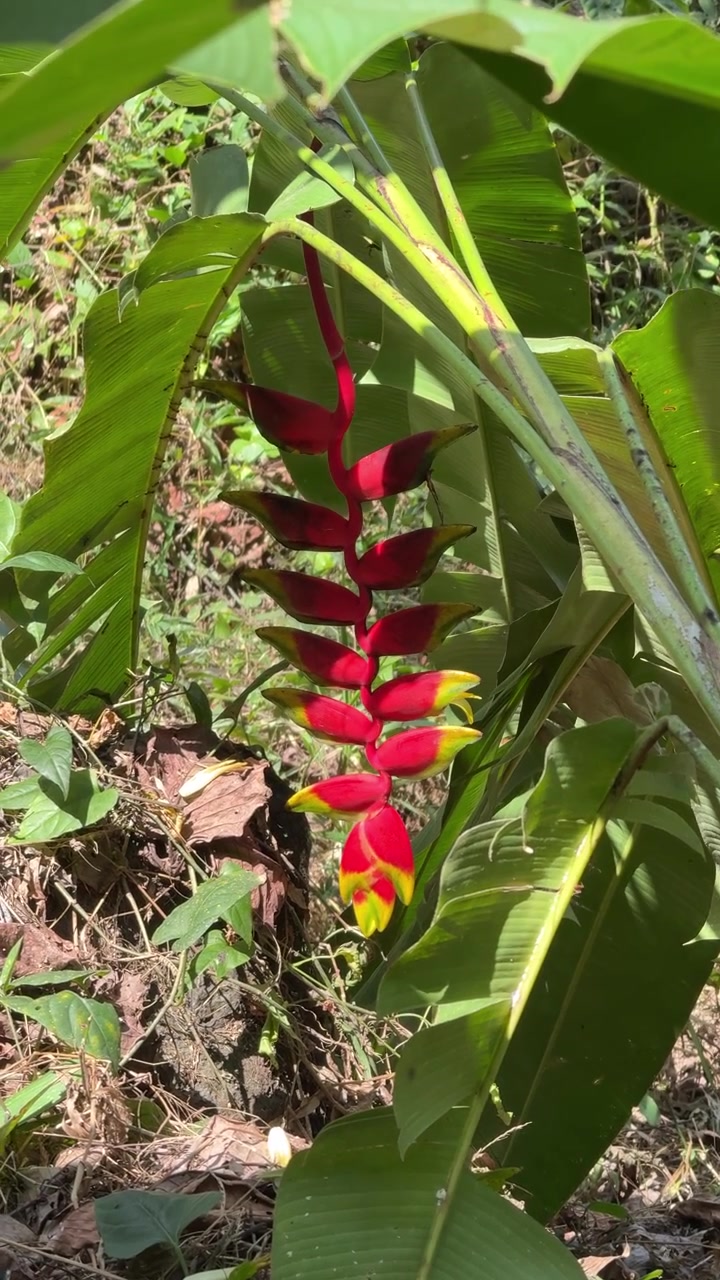 Fiore di Heliconia rosso e giallo vivace appeso in un giardino tropicale