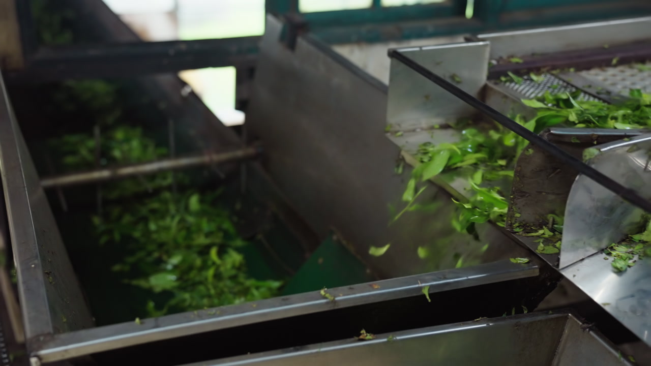 Tea leaves vibrating and moving through sorting machine during processing in Sri Lanka tea factory