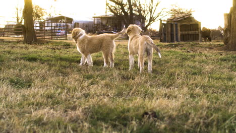 Adorable-Escena-De-Dos-Perros-De-Pelo-Dorado-Jugando-Afuera-En-El-Campo-Agrícola,-Hora-Dorada